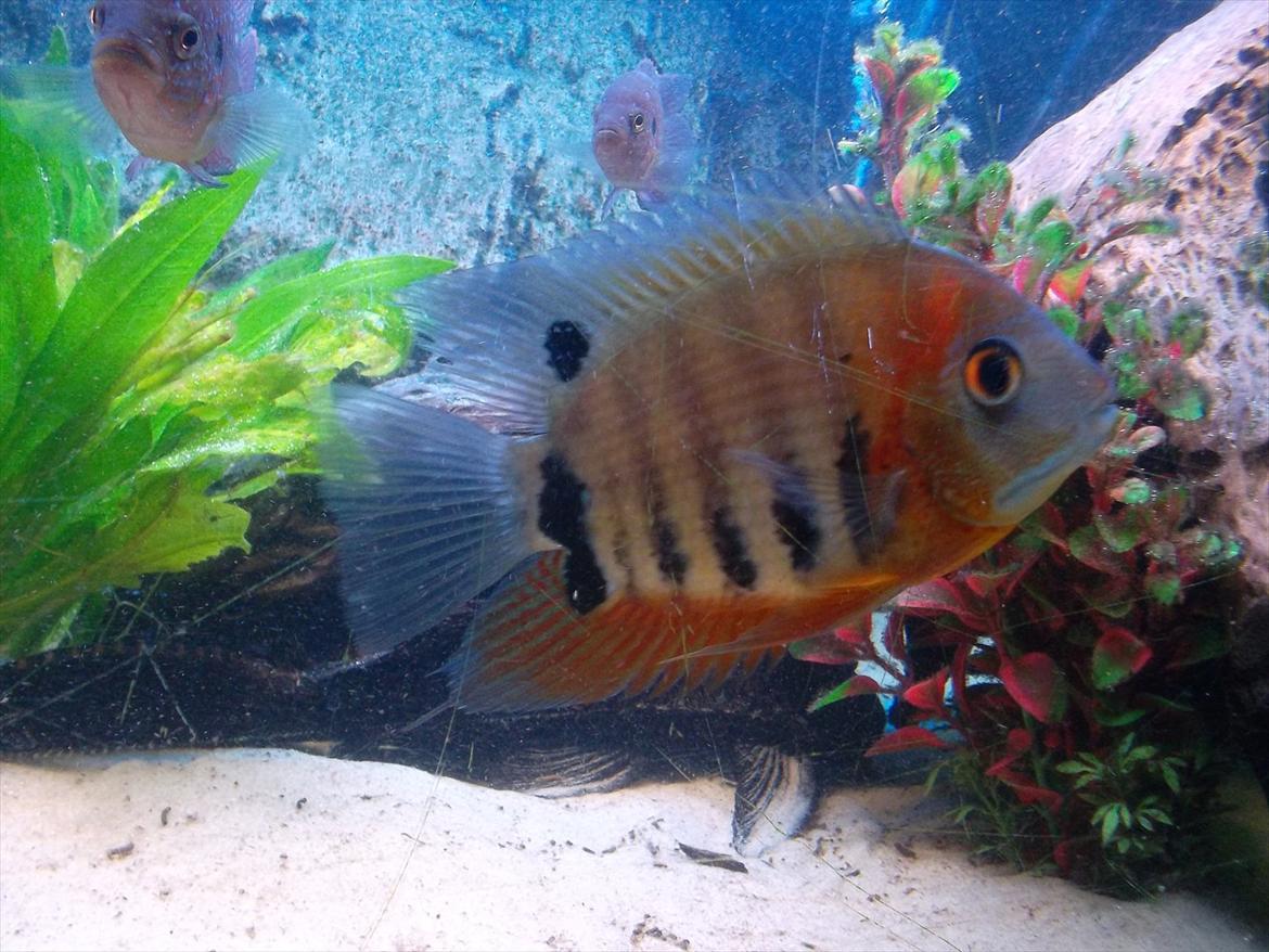 325 Liters Cichlide Akvarie - Heros sp. "rotkeil" billede 11