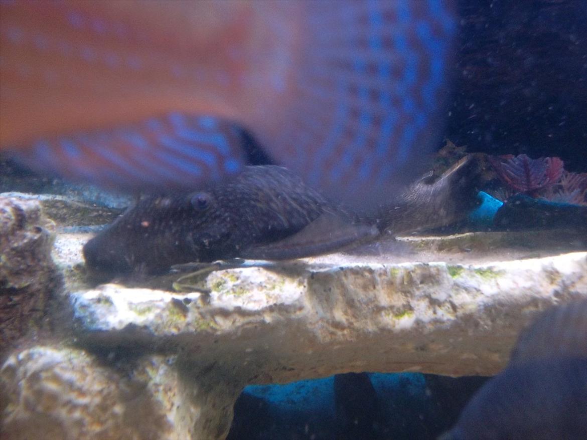 325 Liters Cichlide Akvarie billede 12