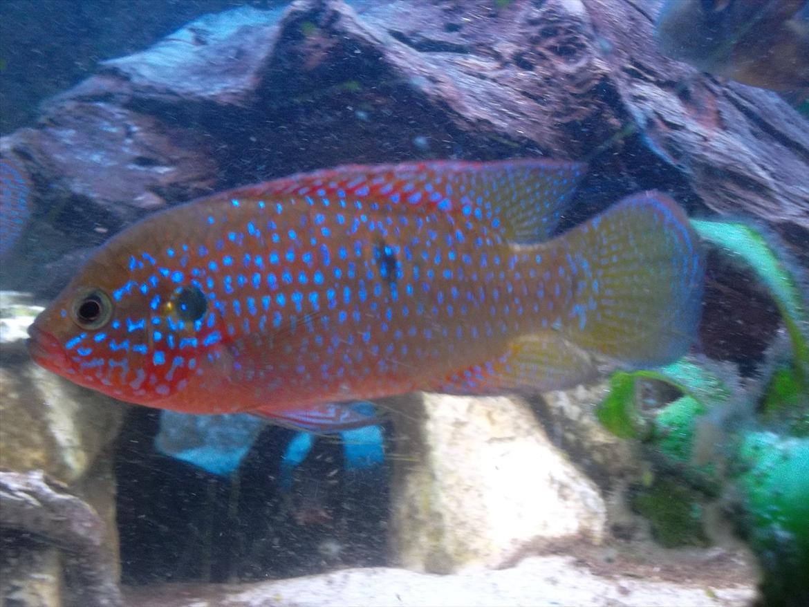 325 Liters Cichlide Akvarie - Rød juvel cichlide billede 13