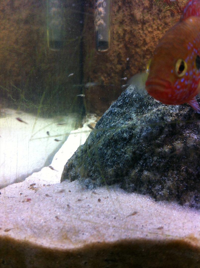 325 Liters Cichlide Akvarie - Rød juvel cichlide yngel billede 14