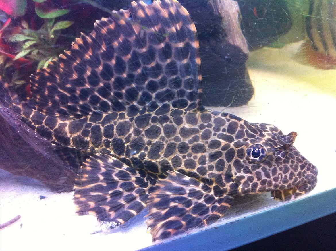 325 Liters Cichlide Akvarie - Leopard Sejlfinne Plecostomus  billede 15