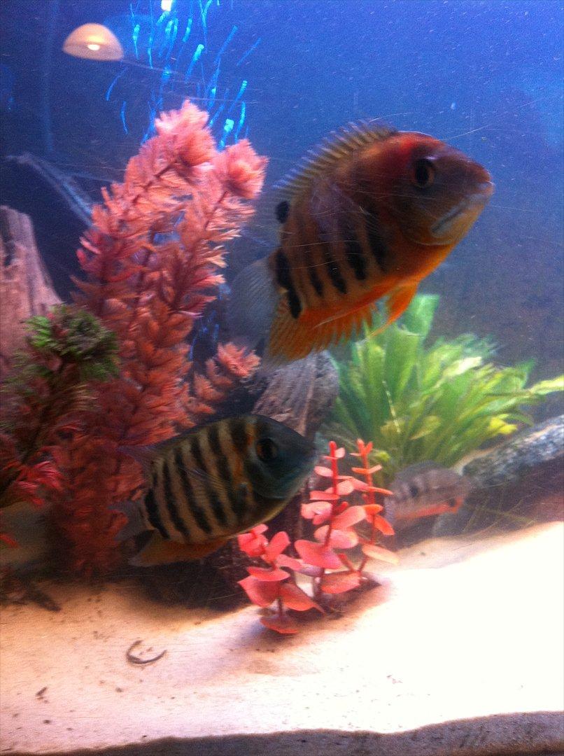 325 Liters Cichlide Akvarie - Heros sp. "rotkeil"  billede 16