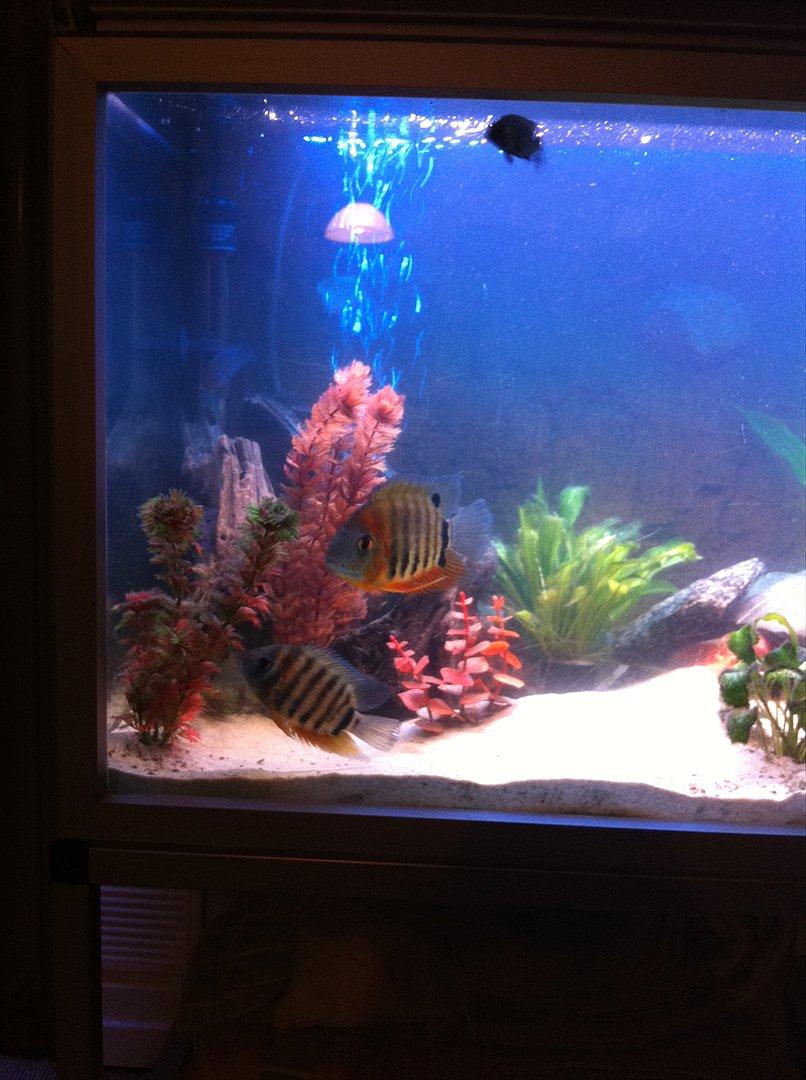 325 Liters Cichlide Akvarie - Heros sp. "rotkeil"  billede 17