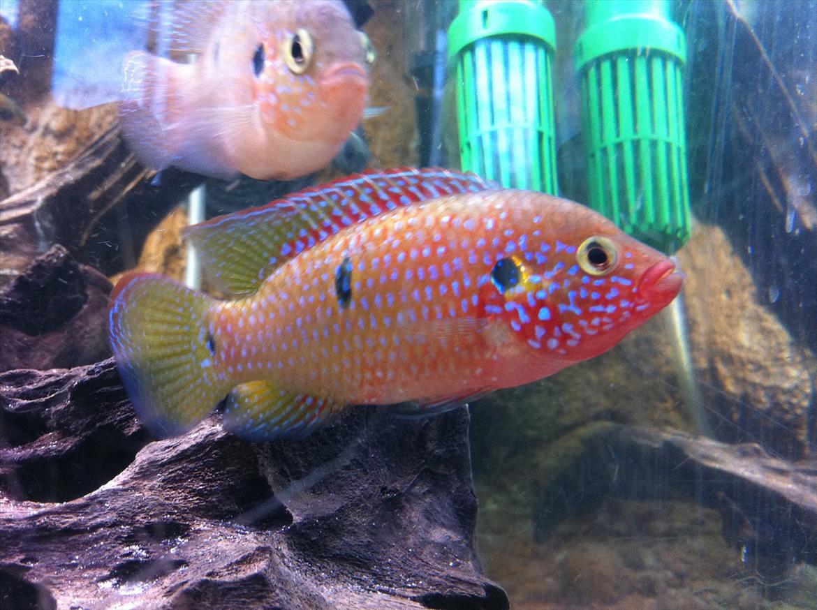 325 Liters Cichlide Akvarie - Rød juvel cichlide billede 18