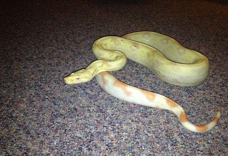 Albino KongeBoa  billede 1