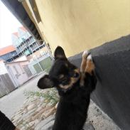 Min Chihuahua :)