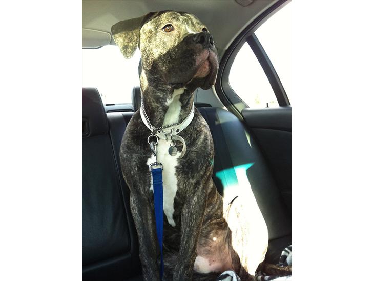 {{currentPhoto.altText}} billede {{currentPhoto.number}}