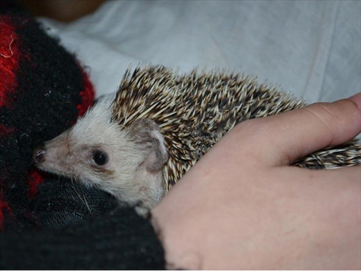 {{currentPhoto.altText}} billede {{currentPhoto.number}}