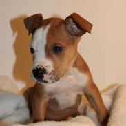 Min dejlige muskelbasse.. 