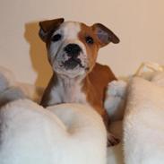 Min dejlige muskelbasse.. 