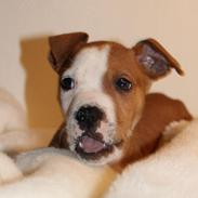 Min dejlige muskelbasse.. 