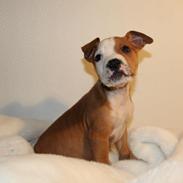 Min dejlige muskelbasse.. 