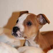 Min dejlige muskelbasse.. 