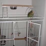 Min nye Hvidpandet Pionus :)