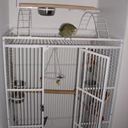 Min nye Hvidpandet Pionus :)