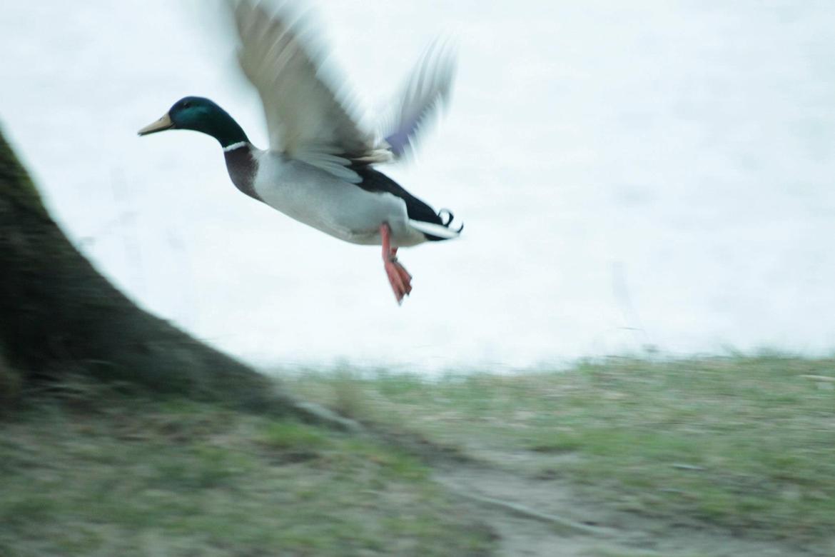 Random billeder. billede 18