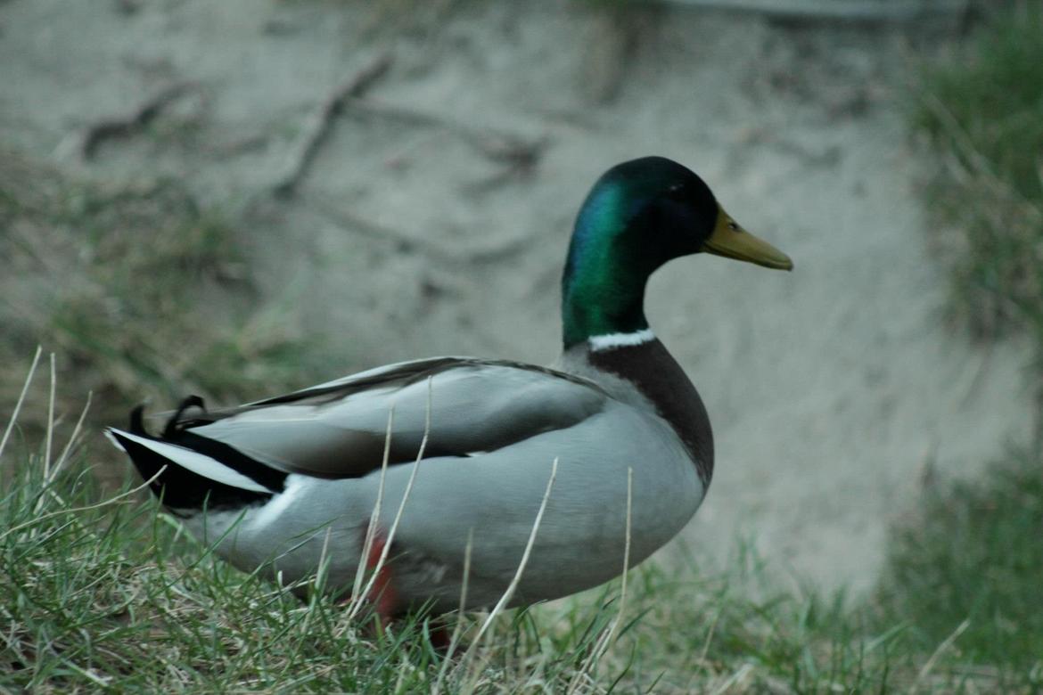 Random billeder. billede 20