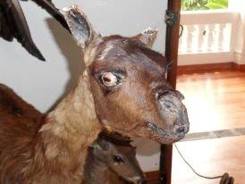 Dårligt udstoppede dyr 2 billede 1