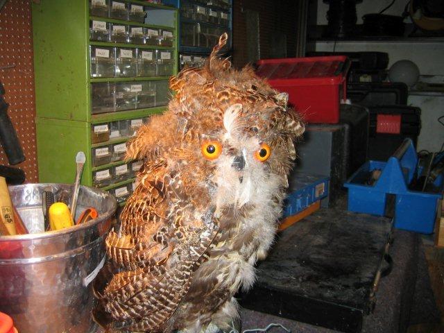 Dårligt udstoppede dyr 2 billede 3