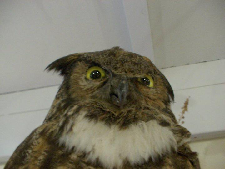 Dårligt udstoppede dyr 2 billede 4