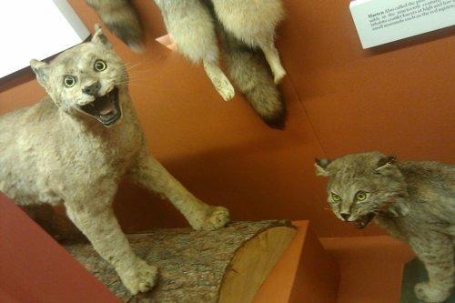 Dårligt udstoppede dyr 2 billede 5