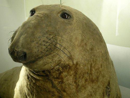 Dårligt udstoppede dyr 2 billede 8