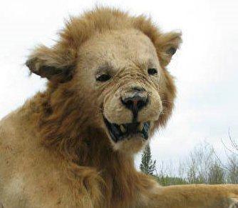 Dårligt udstoppede dyr 2 billede 9