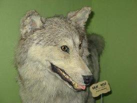 Dårligt udstoppede dyr 2 billede 10