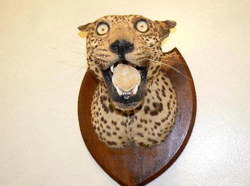 Dårligt udstoppede dyr 2 billede 11