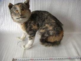 Dårligt udstoppede dyr 2 billede 12