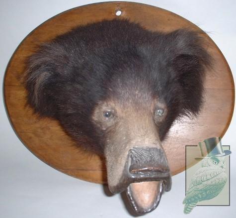 Dårligt udstoppede dyr 2 billede 13