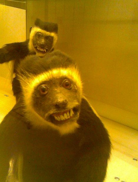 Dårligt udstoppede dyr 2 billede 14