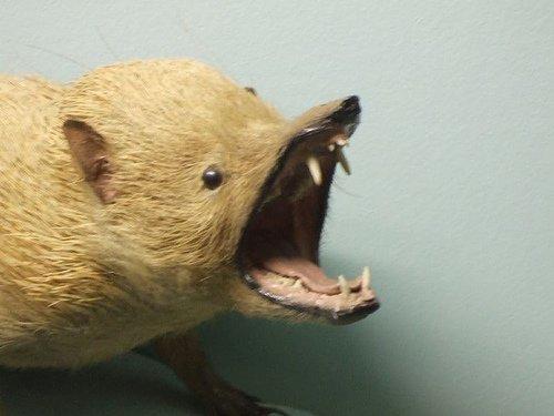 Dårligt udstoppede dyr 2 billede 15