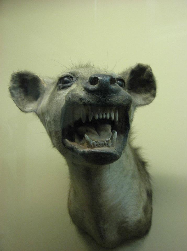 Dårligt udstoppede dyr 2 billede 16