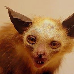 Dårligt udstoppede dyr 2 billede 18