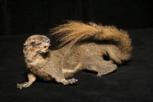 Dårligt udstoppede dyr 2 billede 19