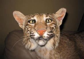 Dårligt udstoppede dyr 2 billede 20