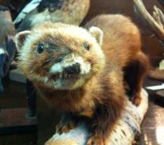 Dårligt udstoppede dyr 2 billede 21