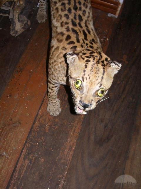 Dårligt udstoppede dyr 2 billede 23