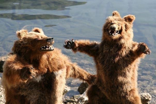 Dårligt udstoppede dyr 2 billede 24