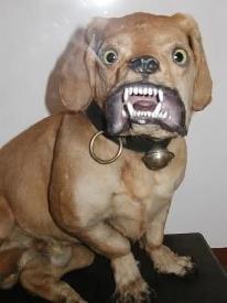 Dårligt udstoppede dyr 2 billede 25