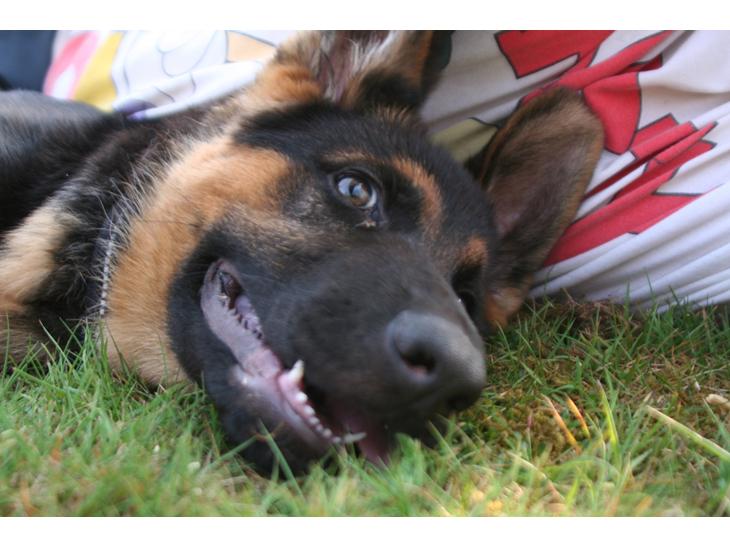 {{currentPhoto.altText}} billede {{currentPhoto.number}}