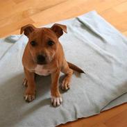 Min brors hund - Missy en SBT :)