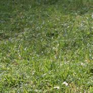 Min brors hund - Missy en SBT :)