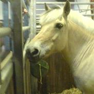 Min hest, og mine gamle heste!!