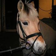 Min hest, og mine gamle heste!!