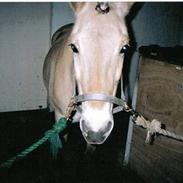 Min hest, og mine gamle heste!!