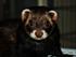 Lyon Ferretry