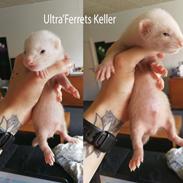 Ultra'Ferrets