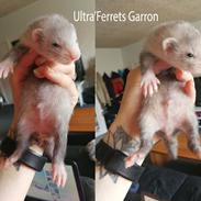 Ultra'Ferrets